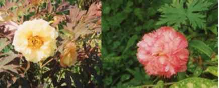 Peony Flowers 